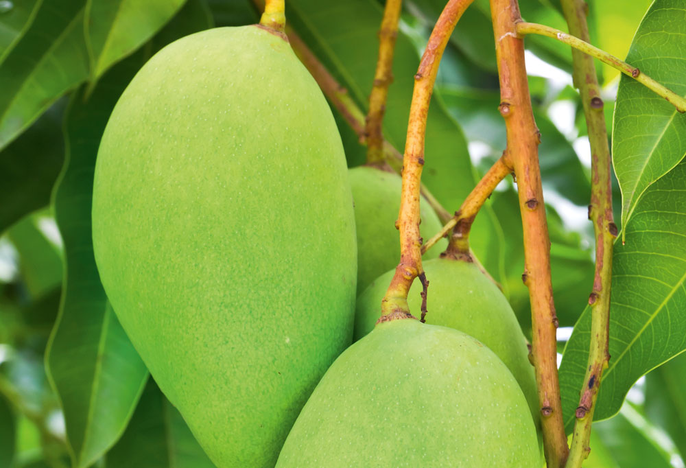 Дерево с плодами похожими. Манго растение. Манго фрукт дерево. Тропические фрукты манго. Дерево манго с плодами.