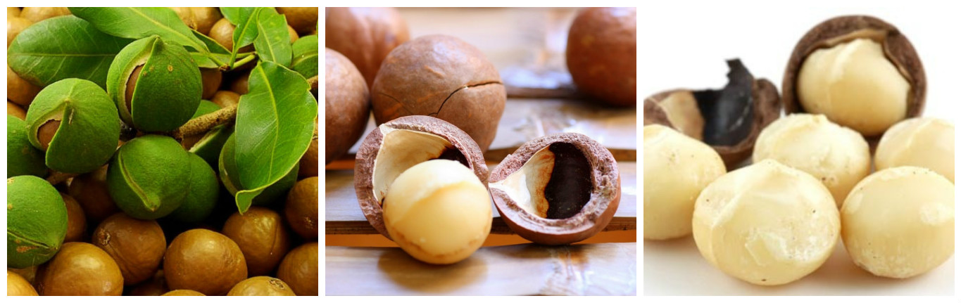 Макадамия орех свойства для мужчин. Макадамия Гватемала. Макадамия Кения. Макадамский орех. Макадамия орех полезные.