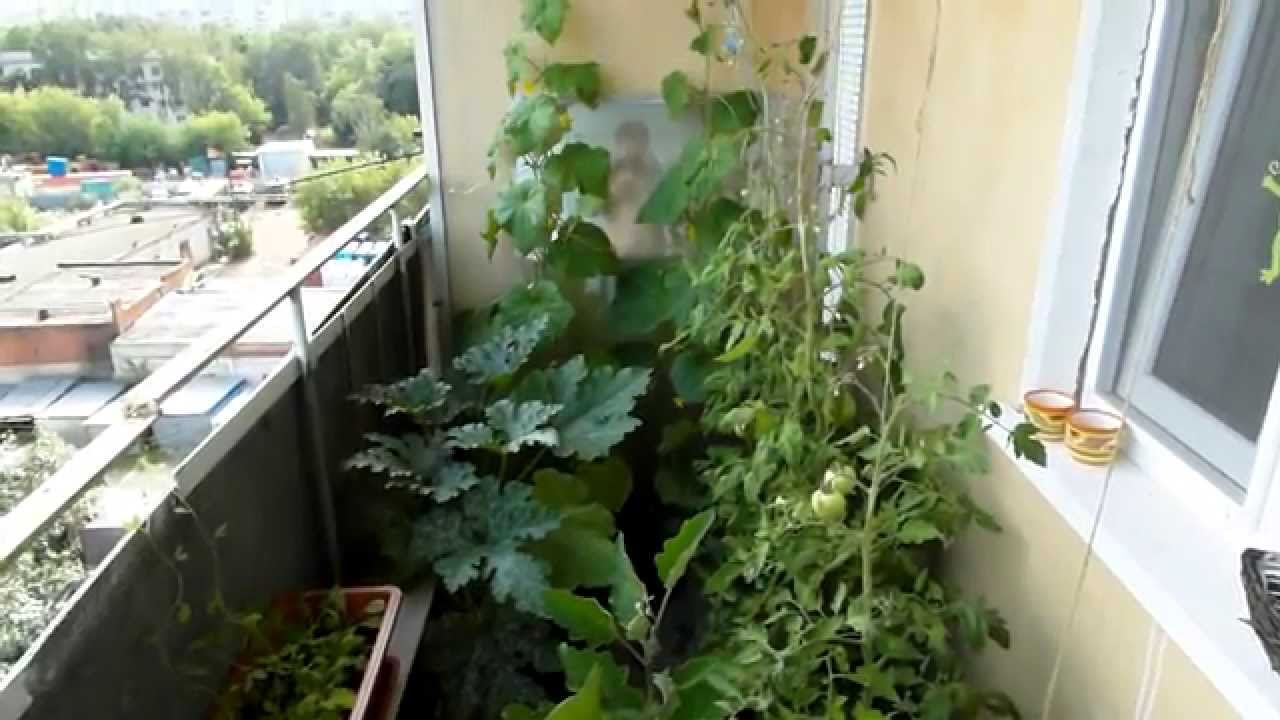 Выращивают ли на балконе огурцы. Кабачки Тинторетто на балконе. Огурцы на балконе. Овощи на балконе. Вырастить огурцы на балконе.