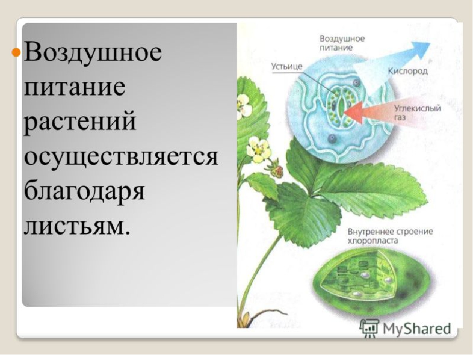 Конспект по воде биология 6 класс. Биология воздушное питание фотосинтез. Процесс воздушного питания растений. Воздушное питание растений фотосинтез. Воздушное питание растений 6 класс.
