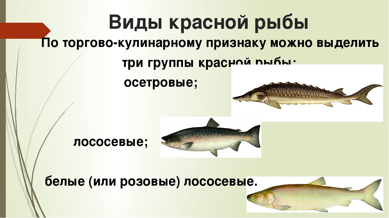 Лососевые рыбы по ценности