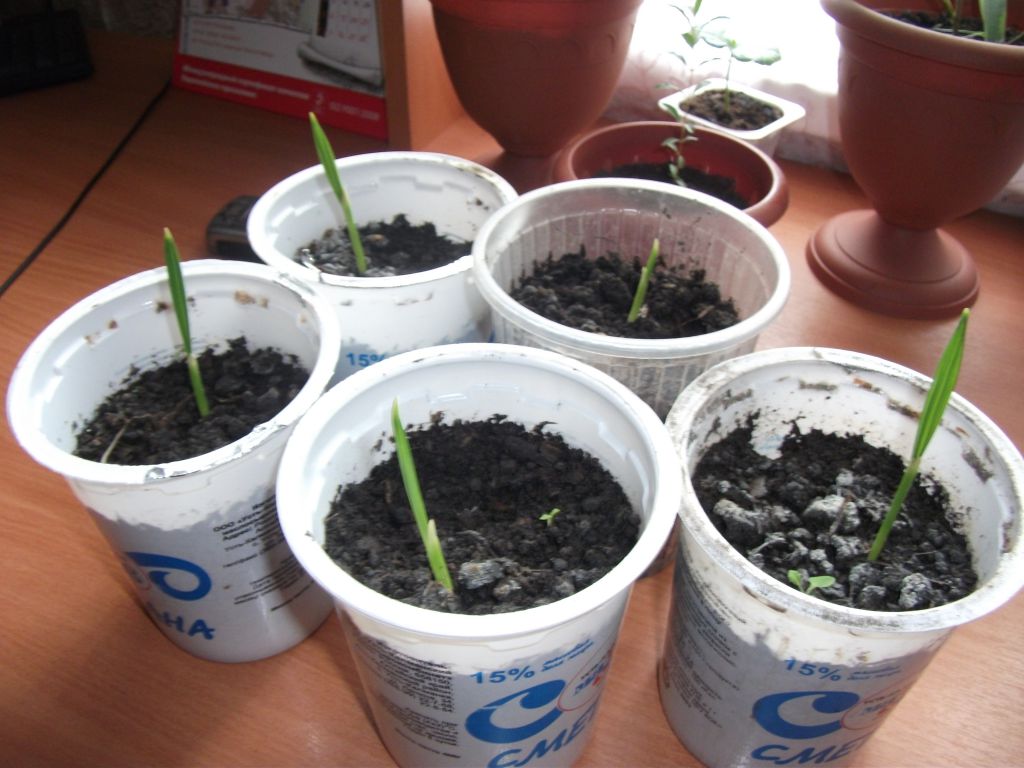 Выращивание финика из косточки в домашних