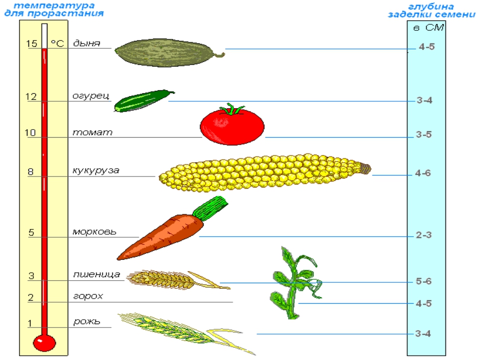 Температура прорастания семян огурцов. Глубина посева семян биология 6 класс. Условия прорастания семян температура. Схема посадки кукурузы. Условия прорастания семян разных растений.