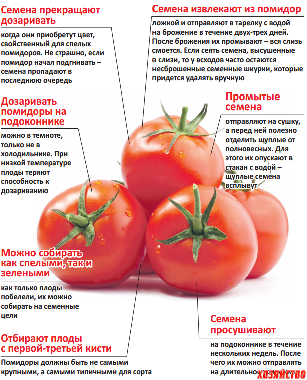 Помидоры сколько есть. Особенности томата. Биологические особенности томата. Строение помидора. Признаки томата.