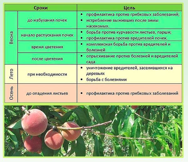 Подкормка персика. Схема обработки персика от вредителей. Схема подкормки персика. Средства для опрыскивания плодовых деревьев. Схема опрыскивания персика.