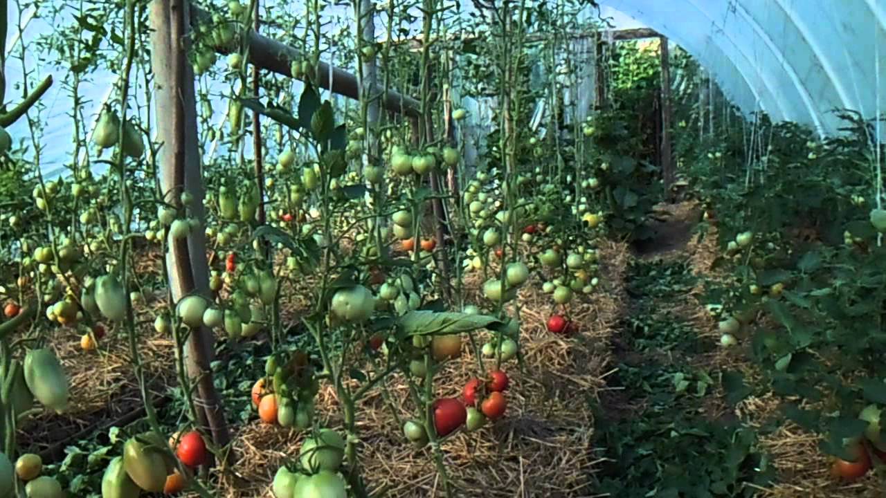 Как правильно ухаживать за помидорами. Пленочная теплица для помидоров. Томаты в пленочных теплицах. Выращивание томатов в теплице. Томаты в теплицах выращивание.