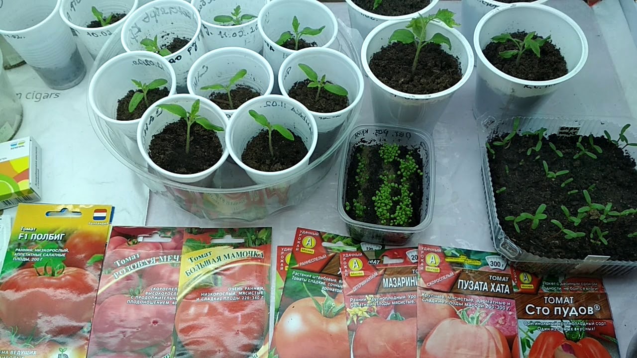 Проращивать семена томатов перед посадкой на рассаду