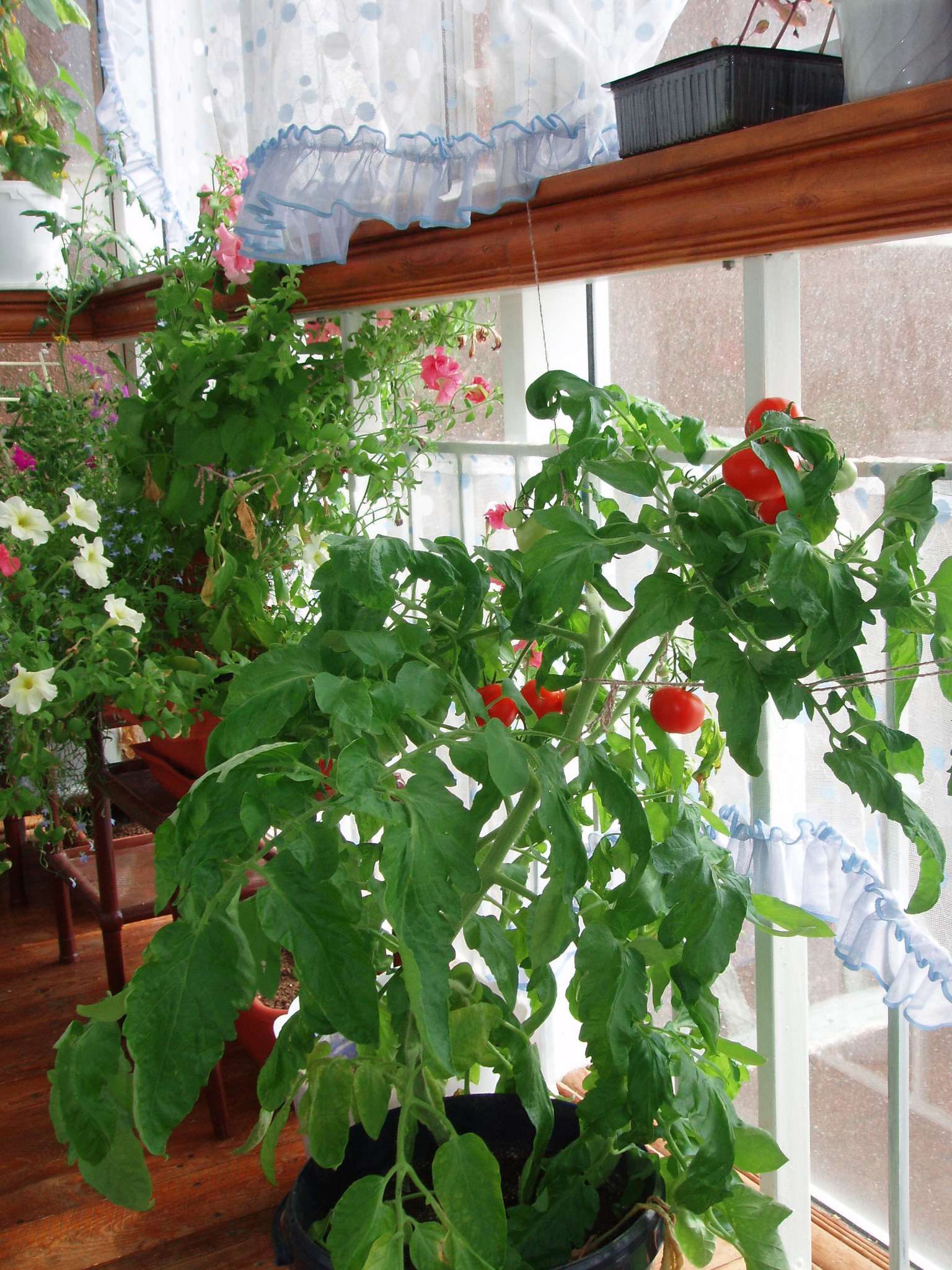 Выращивают ли на балконе огурцы. Огурцы на балконе. Огурцы и помидоры на балконе. Огурцы и помидоры на подоконнике. Подвязка огурцов на балконе.