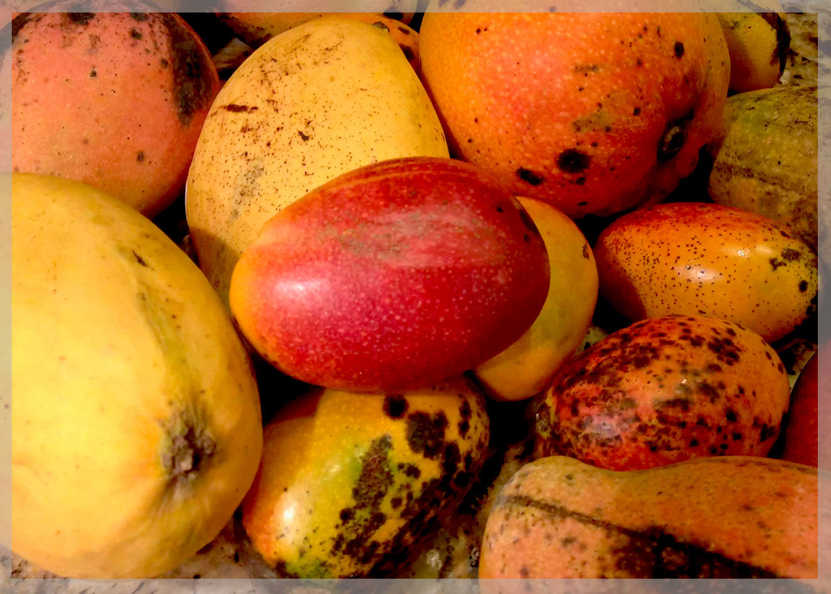 Манго как выглядит спелый фрукт фото