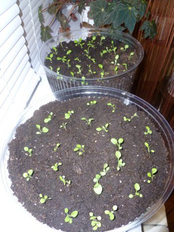 Когда сеять семена хризантемы. Ростки хризантемы мультифлора. Петуния 1 росточки из семян. Петуния проращивание семян. Проращиваем семена петунии.
