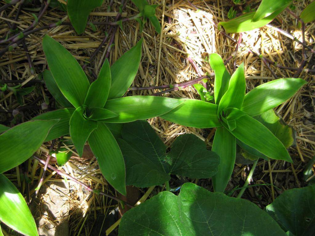 Золотой ус фото. Callisia fragrans. Вьюн.золотой.ус. Золотой ус лечебные. Лечебное растение золотой ус.