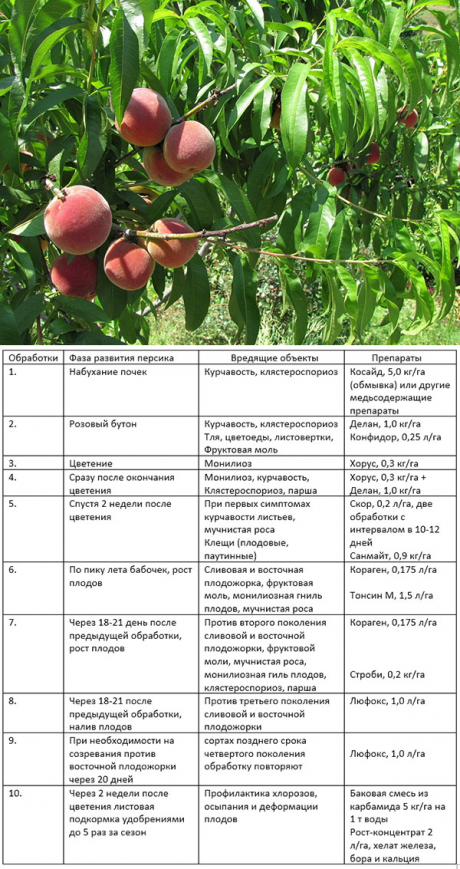 Когда можно опрыскивать деревья. Схема обработки яблонь весной. Схема подкормки персика. Схема опрыскивания персика весной. Таблица обработки персика.