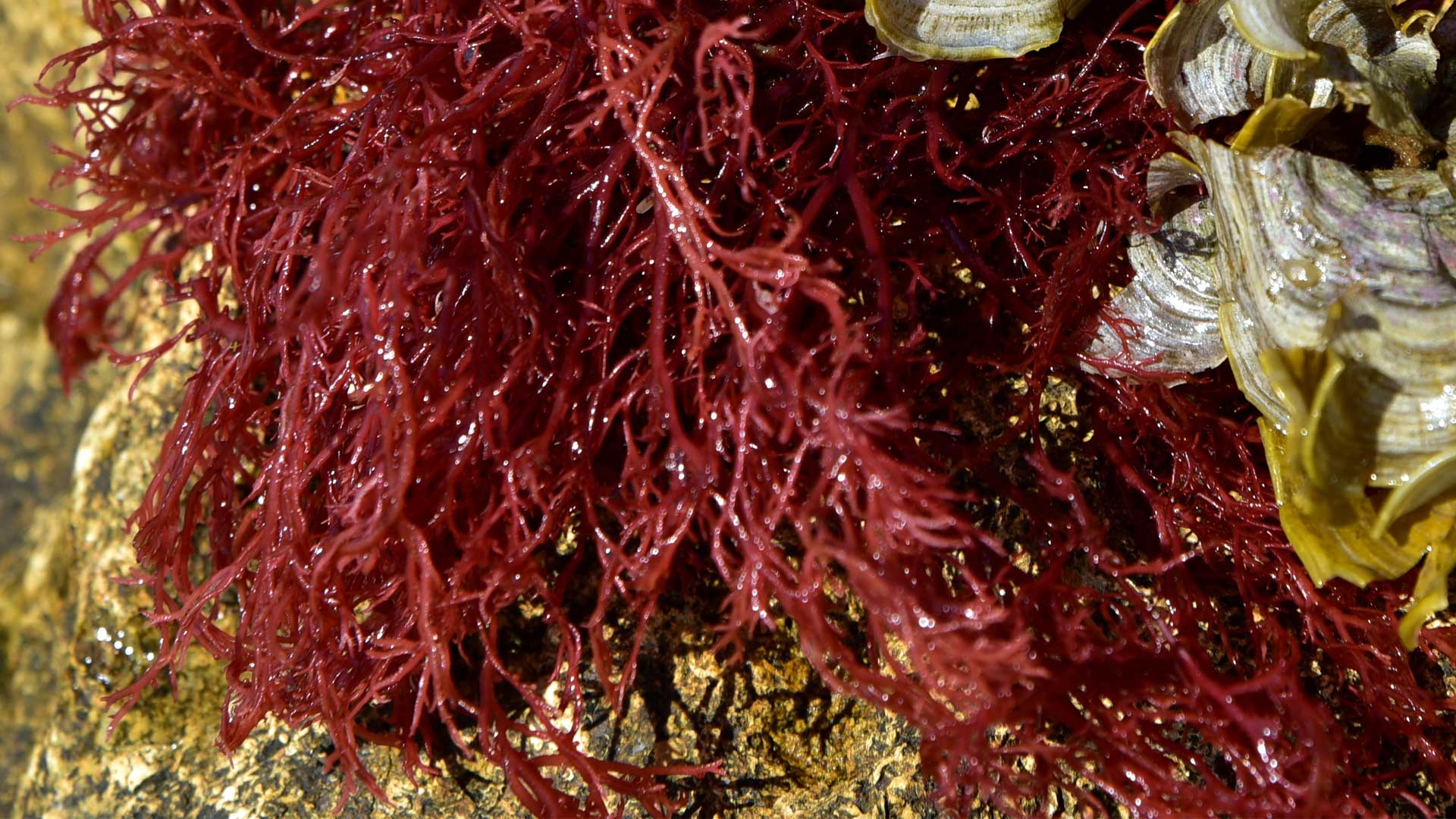 18 водоросли. Анфельция складчатая водоросль. Красные водоросли анфельция. Анфельция тобучинская. Анфельция (Ahnfeltia).