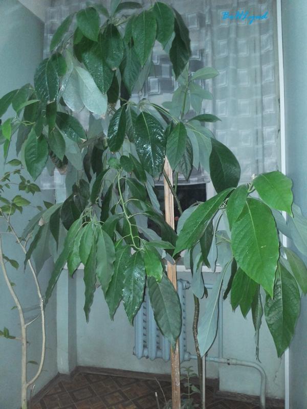 Фото авокадо выращенных в домашних условиях. Авокадо плодоносит. Корни дерева авокадо. Корневая авокадо. Авокадо дерево плодоносит.