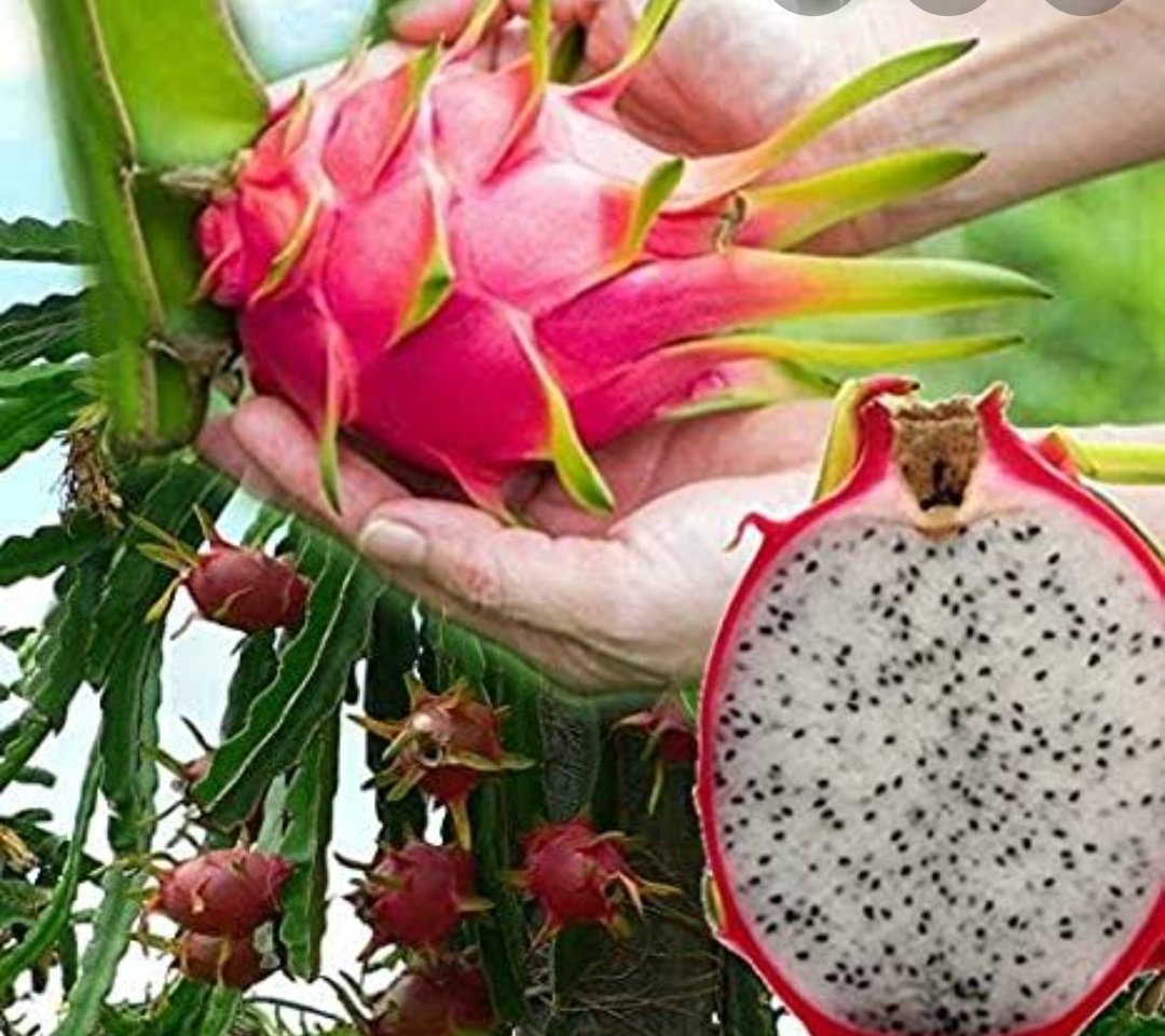 Драконий фрукт фото и описание растение