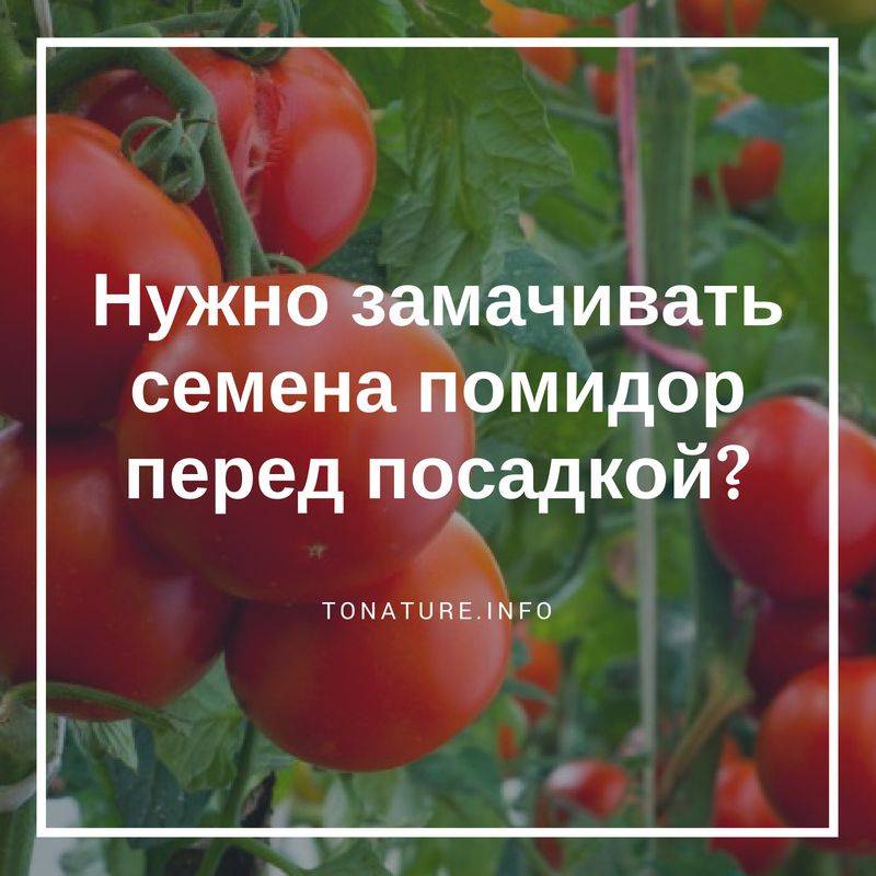Посев томатов на рассаду чем обработать семена. Разновидность сортов помидор рассада. Обработанные семена томатов посев. Медунок семена томат. Лукоморье семена помидор.