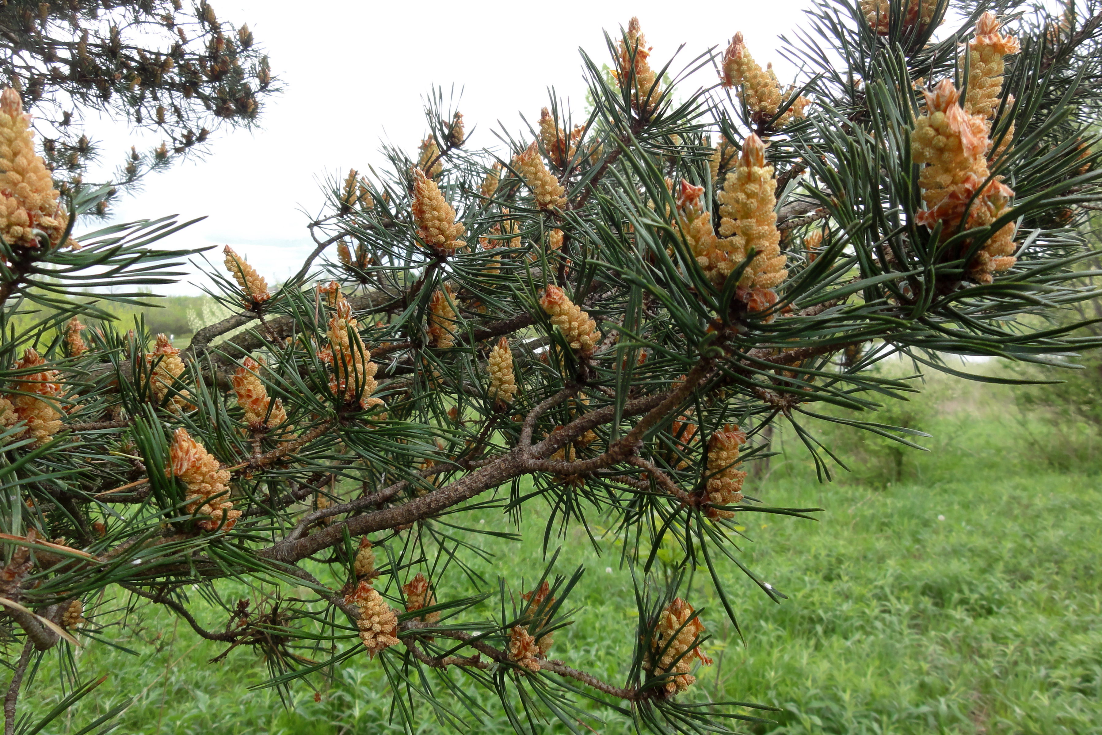 Сосна обыкновенная (Pinus Sylvestris) побеги