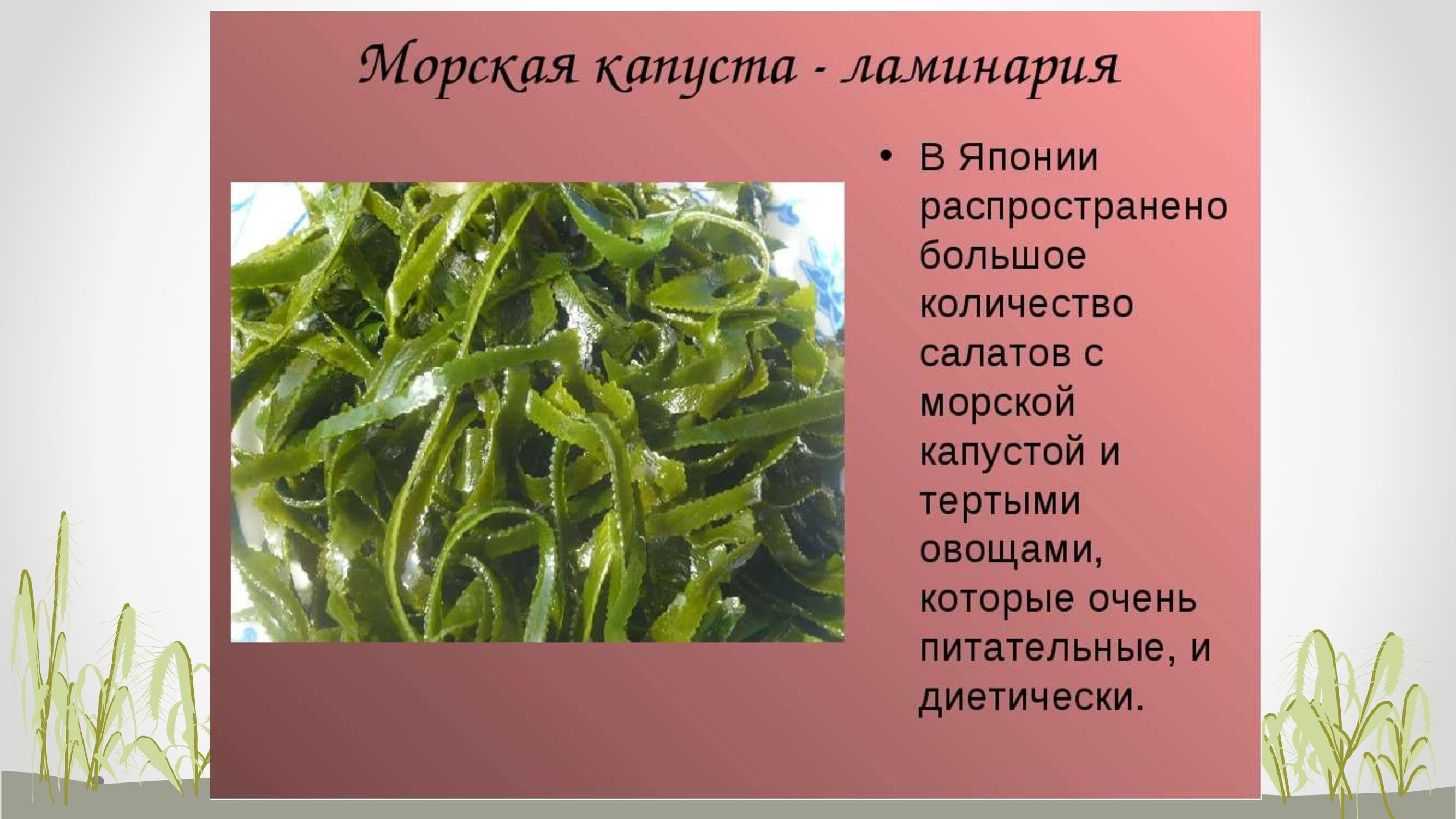 5 водорослей название. Бурые водоросли ламинария. Водоросль морская капуста ламинария. Ламинария японская растение. Ламинария или морская капуста.