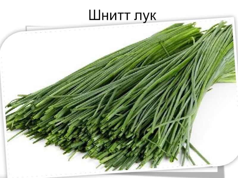 Тонкий лук зеленый: Шнитт-лук – описание с фото резанца; выращивание и ...