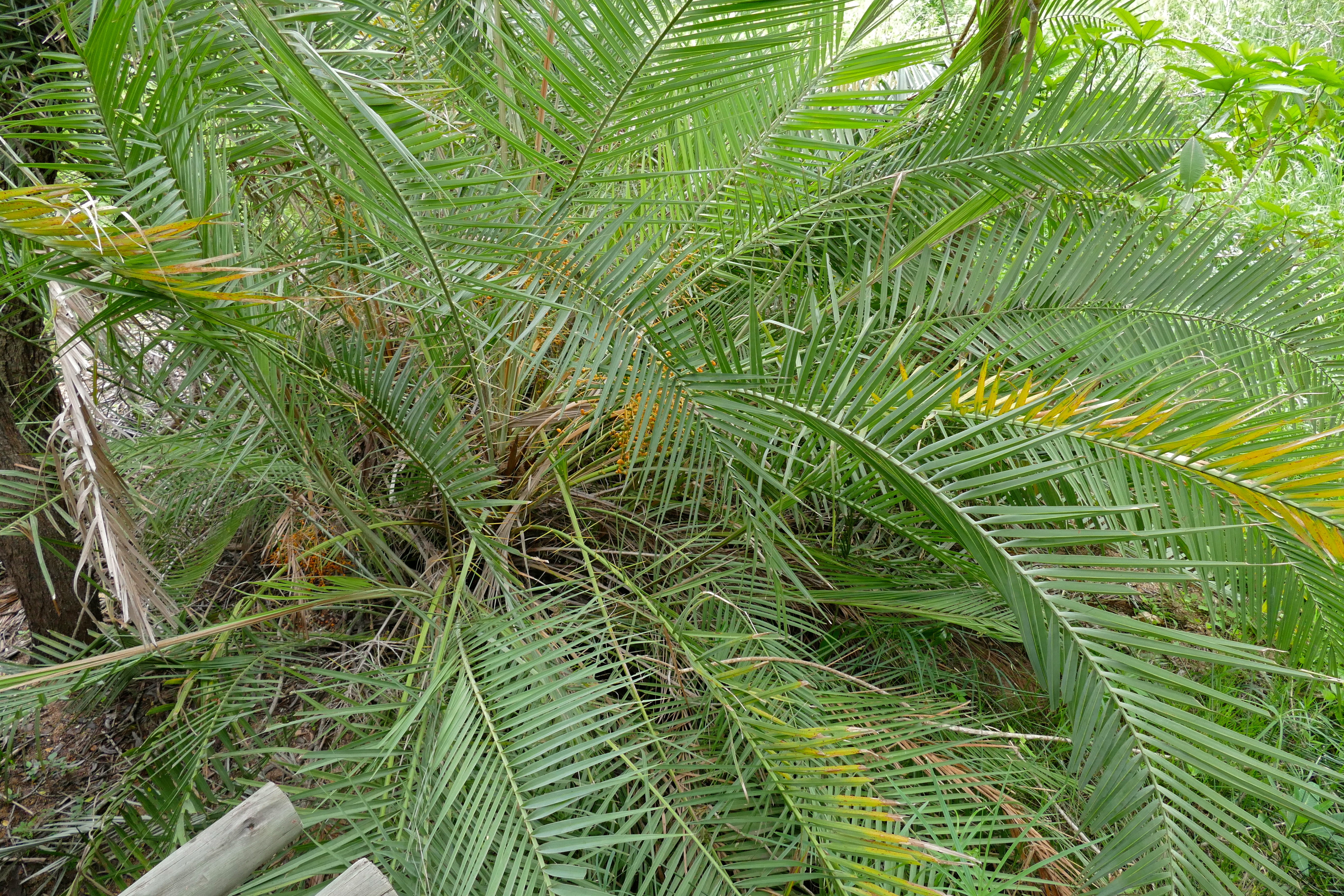Хлороз финиковой пальмы