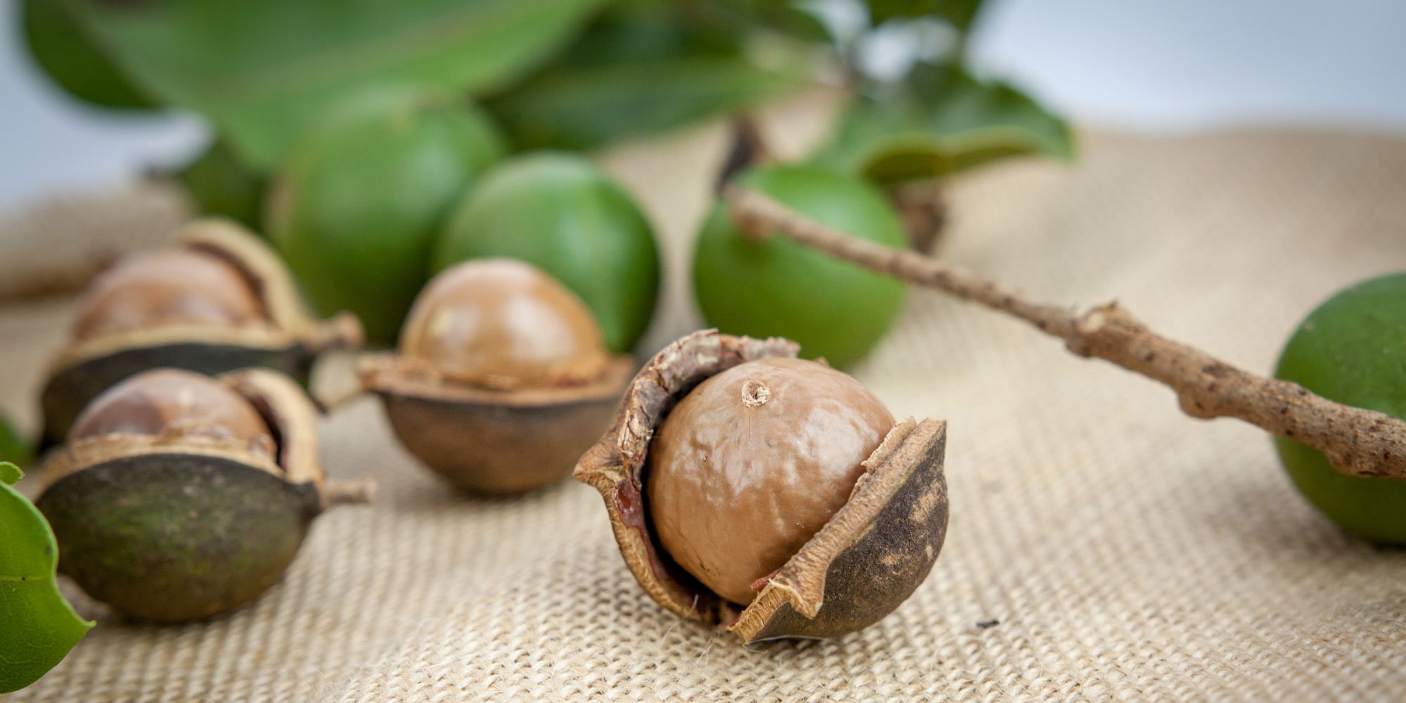 Макадамия орех свойства для мужчин. Орех кукуи и макадамия. Мадагаскарский орех. Макадамский орех дерево. Королевский орех макадамия.