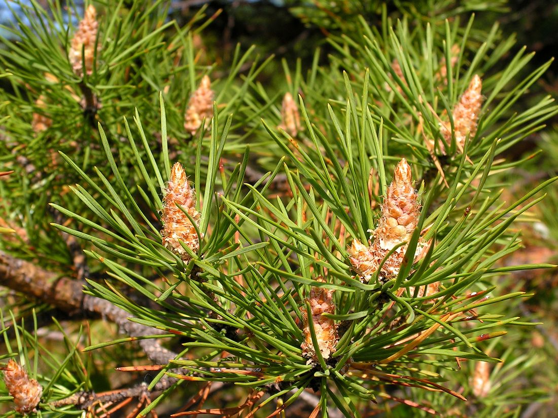 Хвойные побеги. Сосна обыкновенная (Pinus Sylvestris) побеги. Pinus Sylvestris побег. Pinus Sylvestris шишки. Pinus Sylvestris молодая.